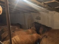 Kůň, Koně — foto 1