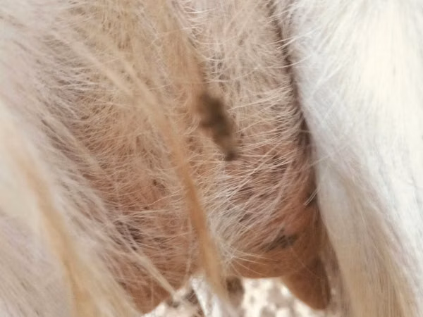 Goat, Goats — Moldova