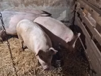Porcs (lot, sexe non indiqué) — photo 4