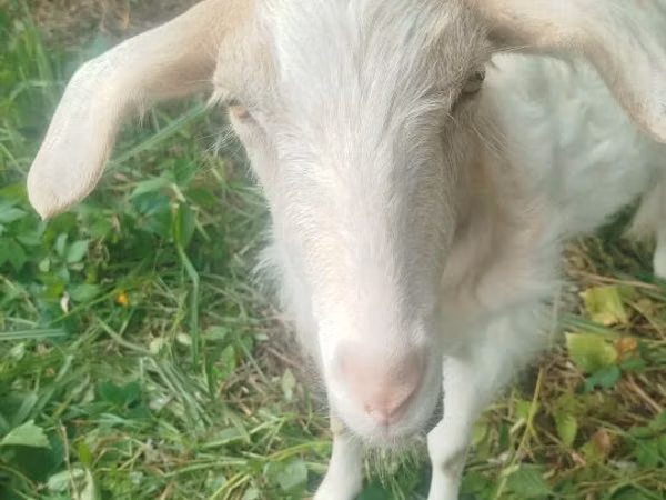 Goat, Goats — Moldova