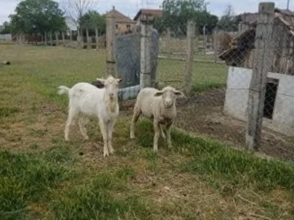 Vædder, Merino sheep