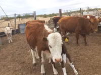 Sapi, Aberdeen-Angus — foto 7
