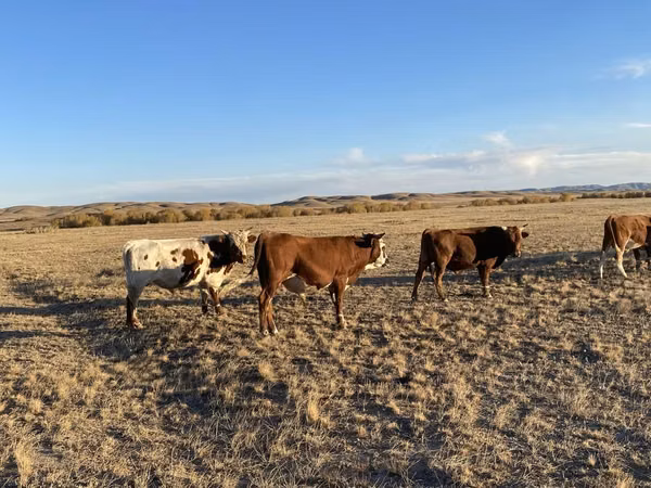 Bull, Cattle — Kazakhstan