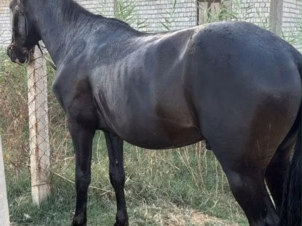 Kuda betina, Horses — Kazakhstan