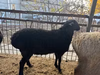 Ram, Sheep — photo 4