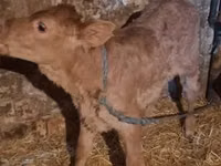 Lembu jantan, Cattle — foto 2