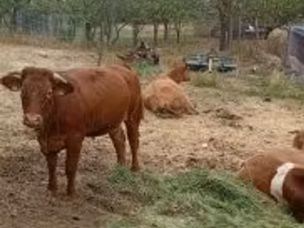 सांड, लिमोज़िन गाय — हंगरी