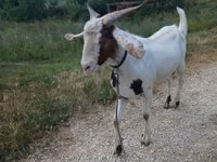 Billy Goat, Nubian Goat — photo 2