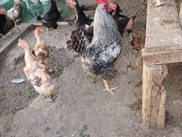 Chickens — Asarbajan