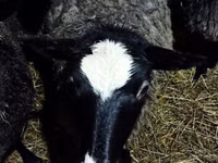 میش, Romanov sheep — عکس 2