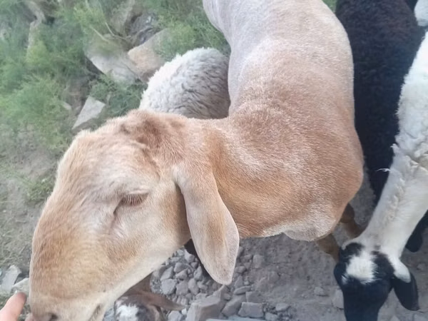 Ram, Arashan sheep — Uzbekistan
