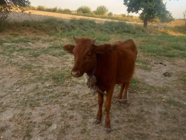 सांड, मवेशी — उज़्बेकिस्तान