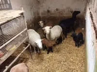 میش, Cameroon sheep — عکس 3