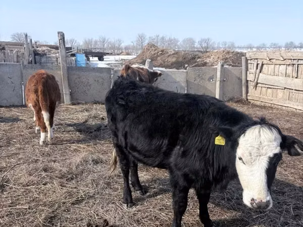 公牛, Aberdeen-Angus — 哈萨克斯坦