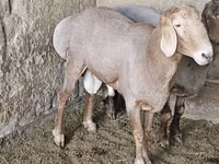 Kambing jantan, Sheep — foto 4