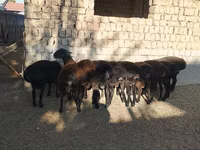 Ram, Sheep — photo 2