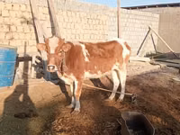 암소, Simmental cattle — 사진 1