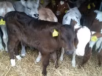 Tyre, Simmental cattle — foto 2