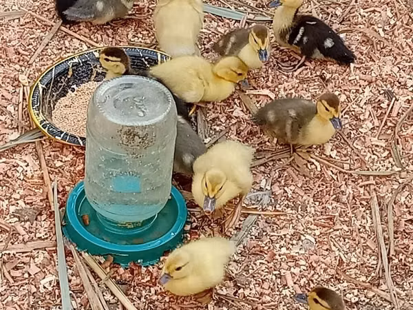 Ducks