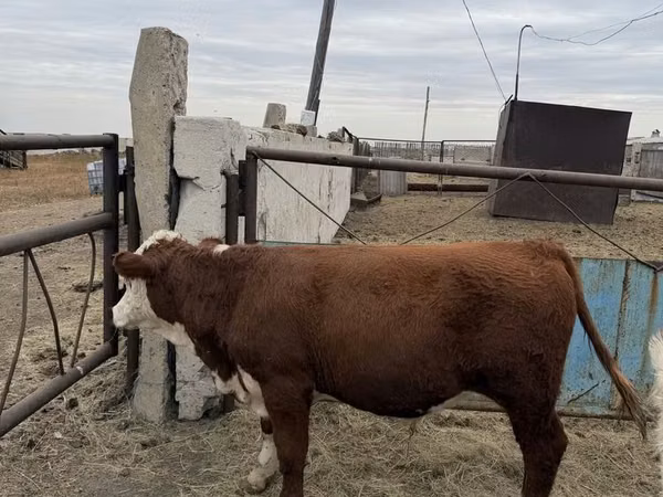 Bull, Hereford — Kazakhstan