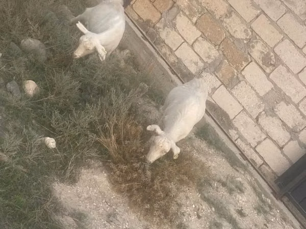 Goat, Goats — Kazakhstan