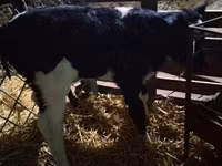 Krowa, Russian Black pied cattle — zdjęcie 3