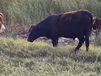 Bull, Auliekol breed — photo 4