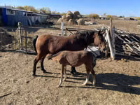 Mare, Horses — photo 1