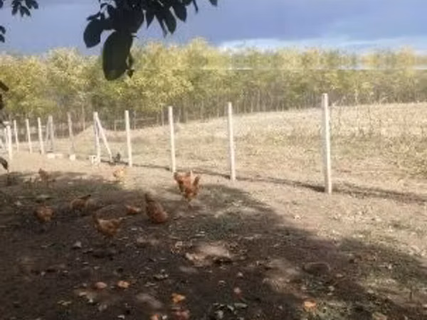 Chickens — Ungern