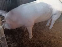 Boar, Pigs — photo 3