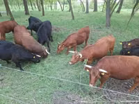 গবাদি পশু (দল, লিঙ্গ উল্লেখ নেই), ডেক্সটার — ছবি 1