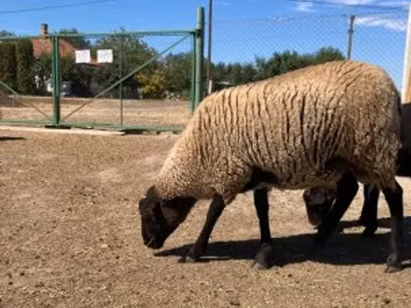 Kambing jantan, Suffolk sheep
