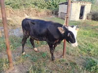 Toro, Razza rossa-mottled — foto 8