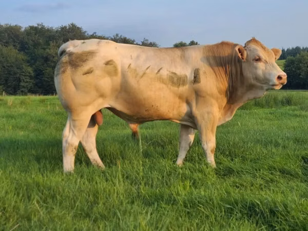 Bull, Blonde d’Aquitane cattle — France