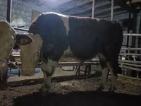 Toro, Simmental cattle — foto 2
