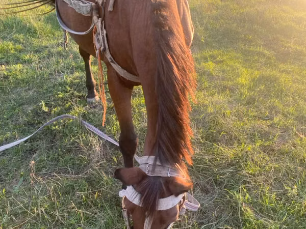 Mare, Horses — Moldova