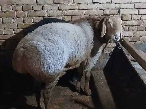 Ram, Sheep — Uzbekistan