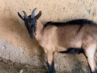 Billy Goat, Alpine goat — photo 3