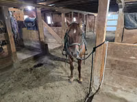 Horse (M), Quarter Horse — photo 6