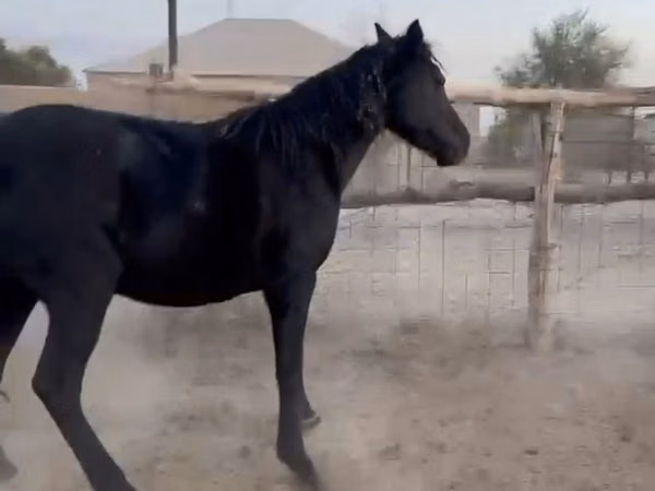Égua, Kazakh horse — Cazaquistão
