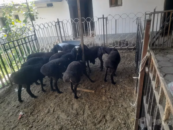 Ram, Sheep — Uzbekistan