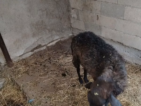 Sheep, Sheep — Moldova