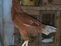 Chickens — sawirka 2