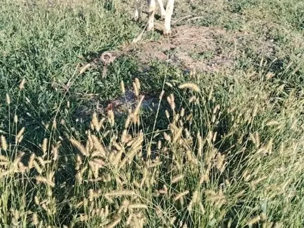 Ram, Sheep — Uzbekistan