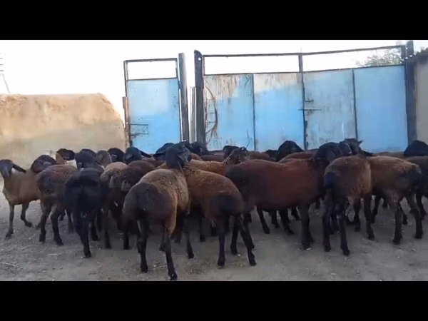 Cabra, Cabras — Cazaquistão