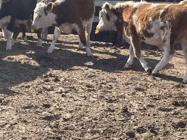सांड, Simmental cattle — कज़ाखस्तान