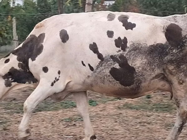 گاو ماده, Russian Black pied cattle