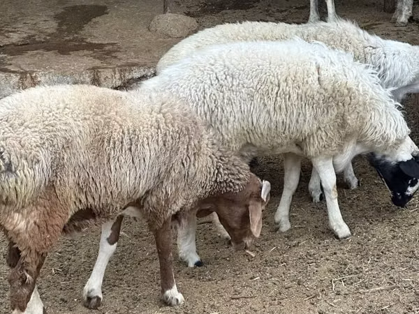 Sheep (batch, sex not specified), Sheep — Uzbekistan