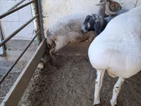 Ram, Sheep — photo 6