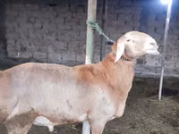 Ovan, Arashan sheep — fotografija 4